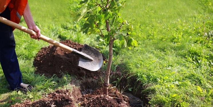 ۷۴ هکتار از اراضی شهرستان شاهرود درختکاری شد